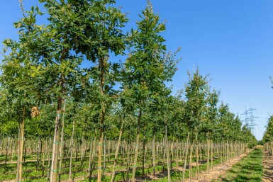 Quercus frainetto hochstamm