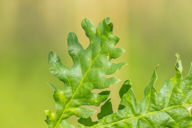 Quercus frainetto hochstamm 14/16