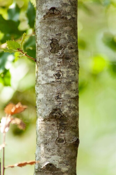 Quercus ilex