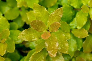 Quercus ilex hochstamm