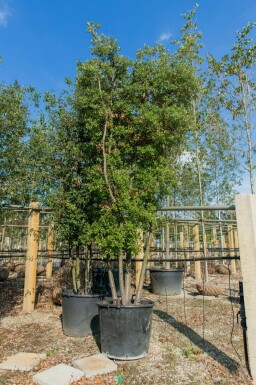 Quercus ilex mehrstämmig