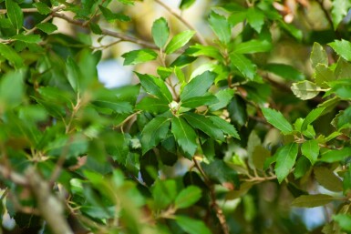 Quercus ilex mehrstämmig