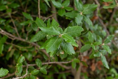 Quercus ilex mehrstämmig 200-250