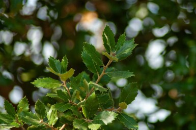 Quercus ilex spalierbaum 6/8 180cm Stamm 150b x 120h