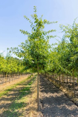 Quercus imbricaria