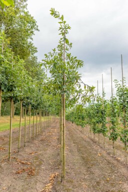 Quercus imbricaria hochstamm