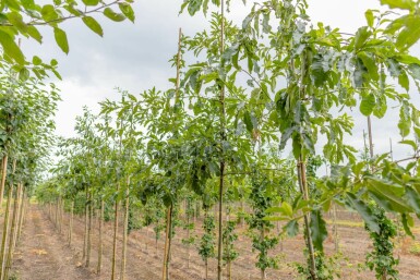 Quercus imbricaria hochstamm 10/12