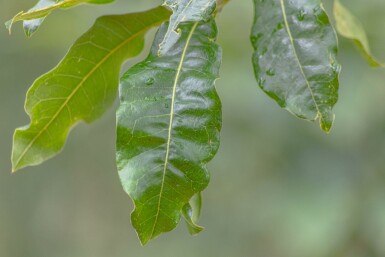 Quercus imbricaria hochstamm 10/12