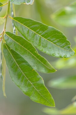 Quercus imbricaria hochstamm 10/12