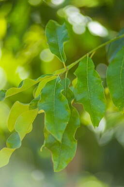 Quercus imbricaria hochstamm 10/12