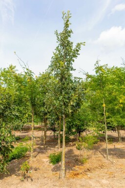 Quercus macrocarpa