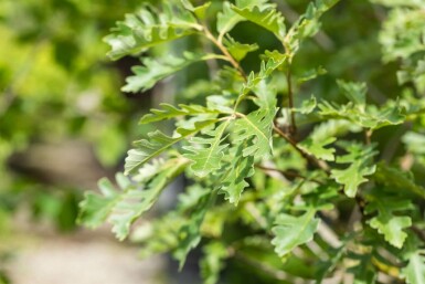 Quercus macrocarpa hochstamm