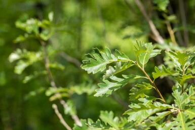 Quercus macrocarpa hochstamm 10/12