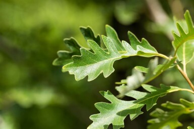 Quercus macrocarpa hochstamm 10/12