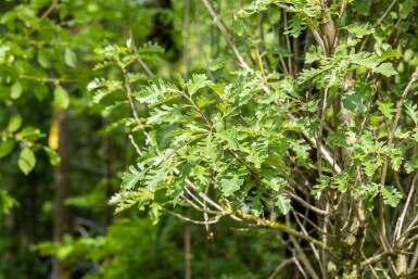 Quercus macrocarpa hochstamm 10/12