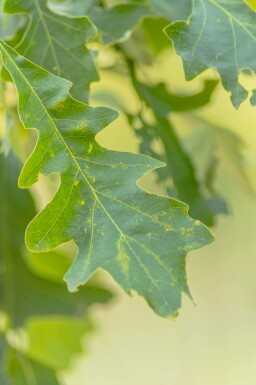 Quercus macrocarpa hochstamm 10/12