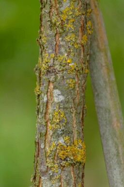 Quercus macrocarpa hochstamm 10/12