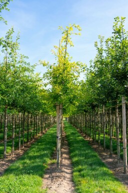 Quercus palustris hochstamm 10/12