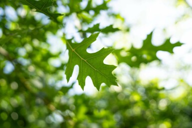 Quercus palustris hochstamm