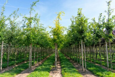 Quercus palustris hochstamm 10/12