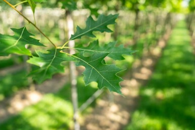 Quercus palustris hochstamm 10/12