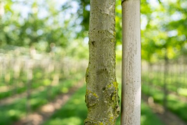 Quercus palustris hochstamm 10/12