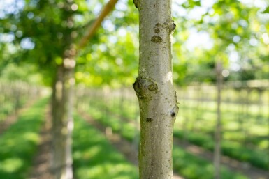 Quercus palustris hochstamm 10/12