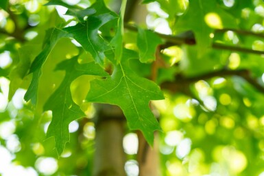 Quercus palustris mehrstämmig