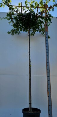 Quercus palustris dachform 8/10 240cm Stamm 120x120