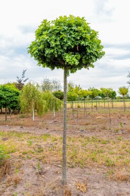 Quercus palustris 'Green Dwarf' hochstamm 6/8 180cm Stamm