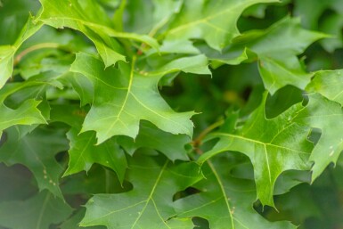 Quercus palustris 'Green Dwarf' hochstamm 6/8 180cm Stamm