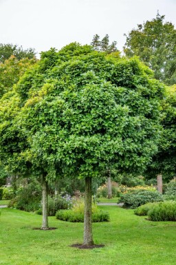 Quercus palustris 'Green Dwarf' hochstamm 6/8 180cm Stamm