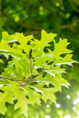 Quercus palustris 'Green Dwarf' hochstamm 6/8 180cm Stamm