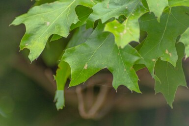 Quercus palustris 'Green Dwarf' halbstamm