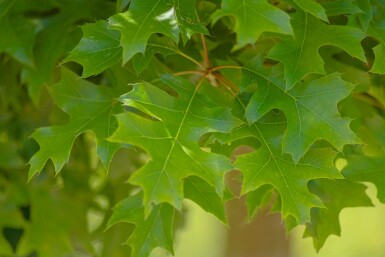 Quercus palustris 'Green Dwarf' halbstamm 120cm Stamm