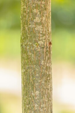 Quercus palustris 'Green Dwarf' halbstamm 120cm Stamm