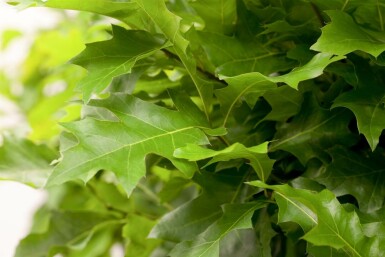 Quercus palustris 'Green Dwarf' halbstamm 120cm Stamm