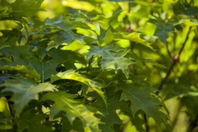 Quercus palustris 'Green Dwarf' halbstamm 120cm Stamm