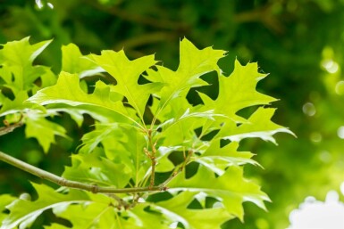 Quercus palustris 'Green Dwarf' halbstamm 120cm Stamm