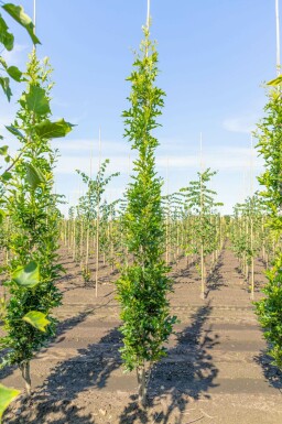 Quercus palustris 'Green Pillar'