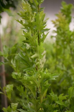 Quercus palustris 'Green Pillar' hochstamm