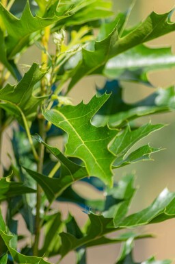 Quercus palustris 'Green Pillar' hochstamm