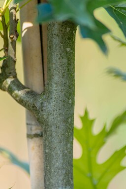 Quercus palustris 'Green Pillar' hochstamm 4/6