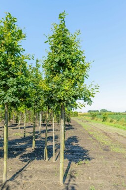 Quercus petraea hochstamm 10/12