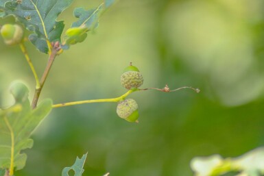 Quercus petraea hochstamm 10/12