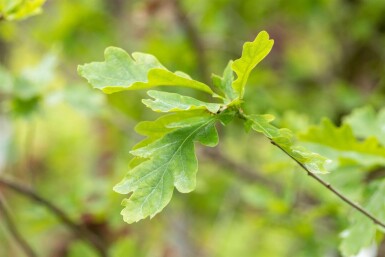 Quercus petraea hochstamm 10/12