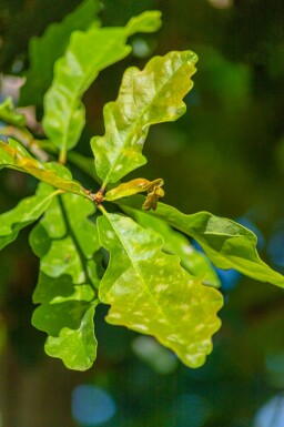 Quercus petraea mehrstämmig 200-250