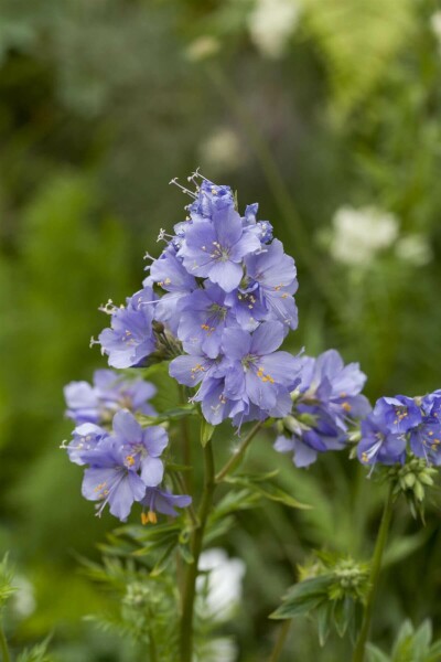 Polemonium caeruleum