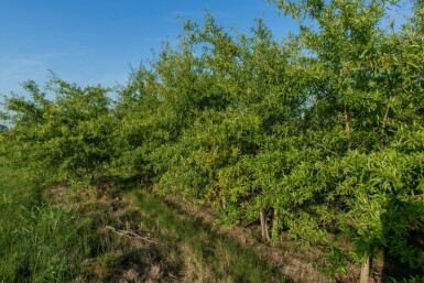 Quercus phellos mehrstämmig