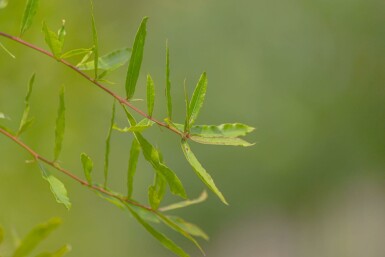 Quercus phellos mehrstämmig 200-250